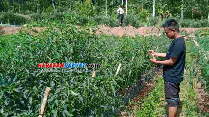 Petani Cabe di Pangandaran