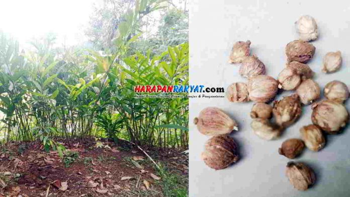 Petani Pangandaran Jelaskan Manfaat Kapulaga