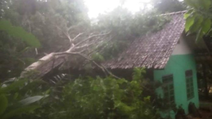 Pohon Jengkol Tumbang