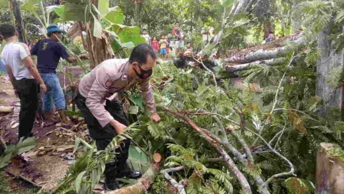 Rumah Warga Pamarican Ciamis Rusak Tertimpa Pohon Petai