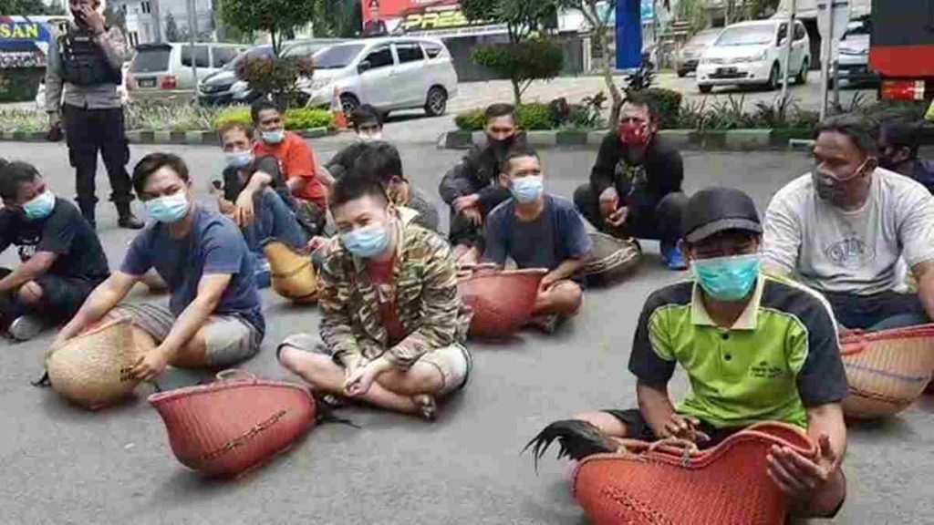 Sabung Ayam di Tasikmalaya