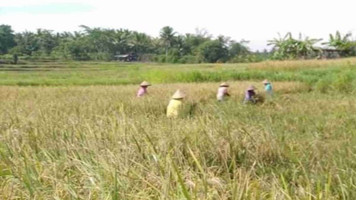 Stabilkan Harga Gabah, Pemkab Pangandaran Akan Dirikan Resi Gudang