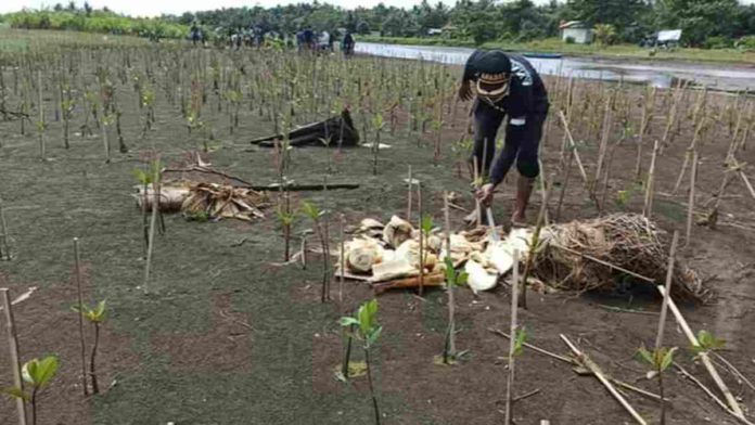 Tanaman Mangrove di Karangtirta