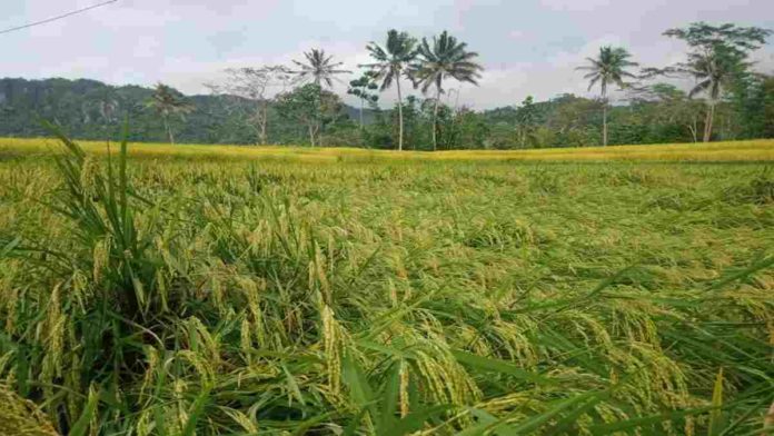 Tanaman Padi di Pangandaran