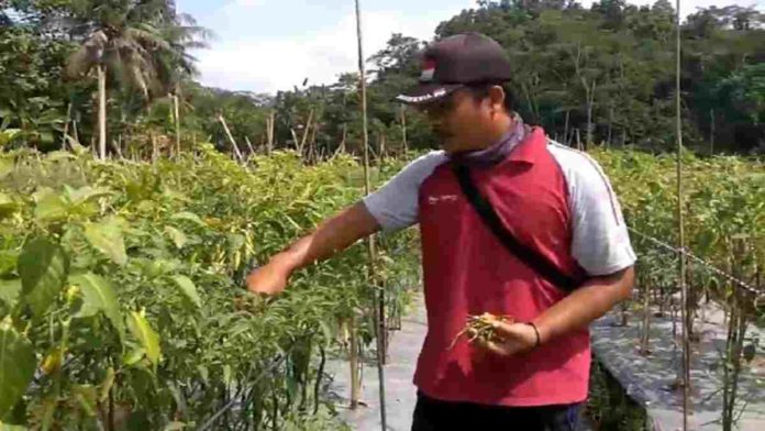 Cabai Busuk di Pangandaran