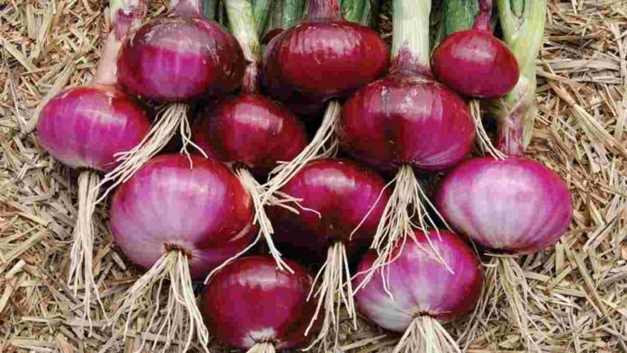 Cara Mudah menanam bawang merah