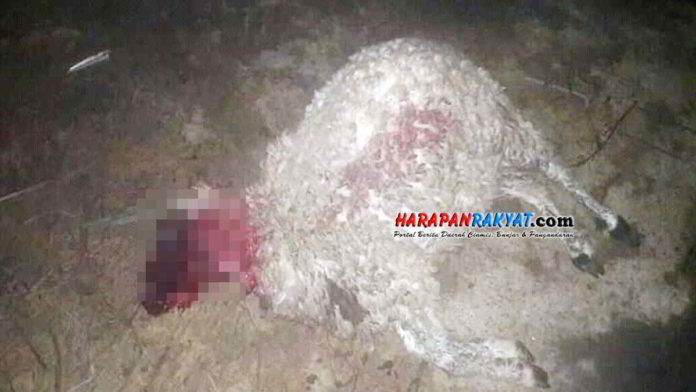 Hewan Misterius Pembunuh Kambing Resahkan Warga Tasikmalaya
