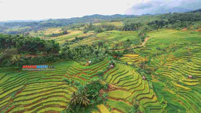 Pemkab Pangandaran akan Pertahankan Sawah Tidak Beralih Fungsi