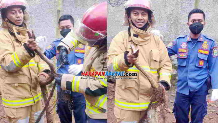 Ular Sanca 2,5 Meter Diamankan Usai Makan Ayam Milik Warga di Ciamis