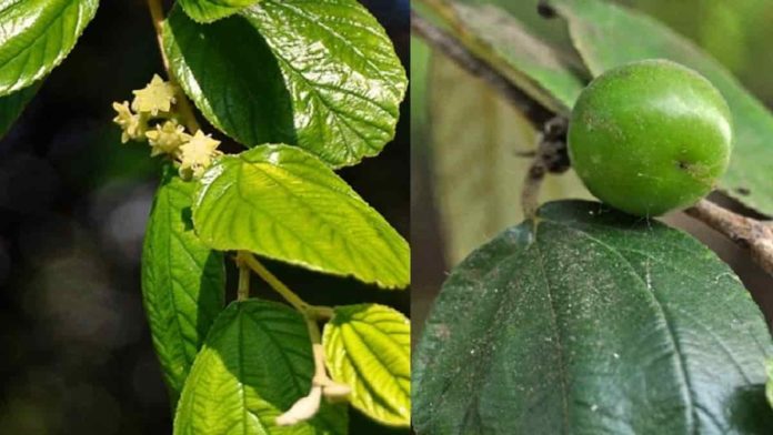 bahaya daun bidara