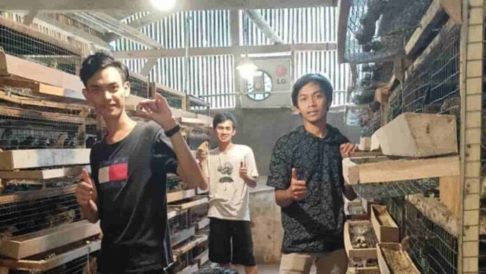 Belajar Ternak Puyuh, Petani Milenial Jabar Dikirim Magang