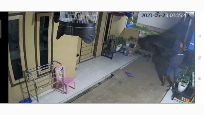 Detik-detik Pencuri Burung Beraksi di Tasikmalaya Terekam Jelas CCTV