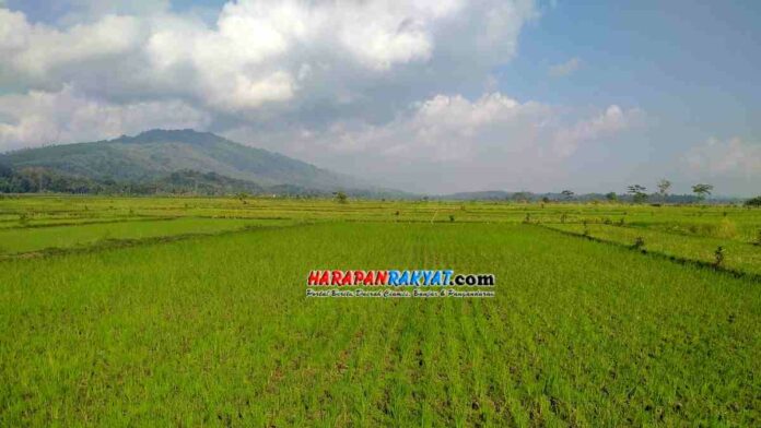 Sawah di Pamarican Ciamis Kekeringan