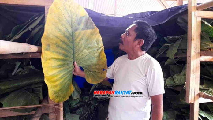 Daun Sente
