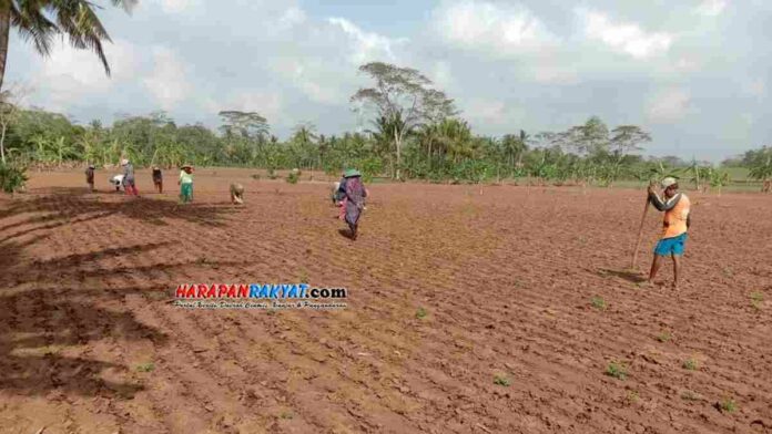 Produsen Tempe Tahu di Pangandaran