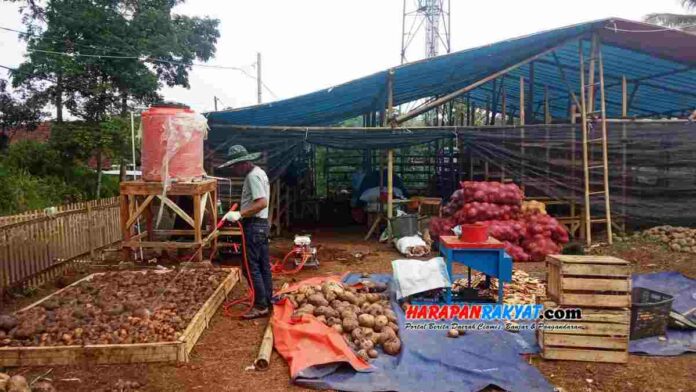 Petani Porang
