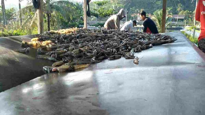 Peternak Udang di Tasikmalaya