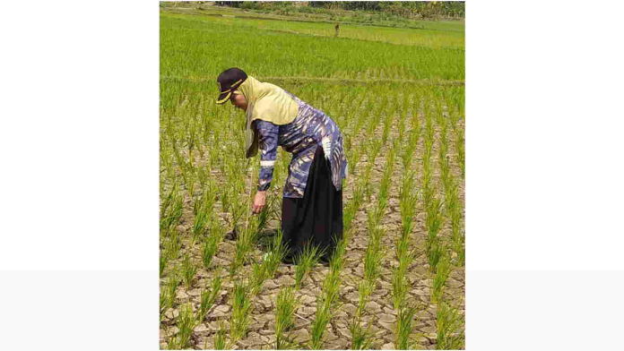 Puluhan Hektar Sawah di Pamarican Ciamis Terancam Kekeringan