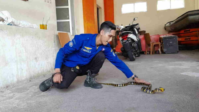 Resahkan Warga, Damkar Kota Banjar Amankan 2 Ekor Ular