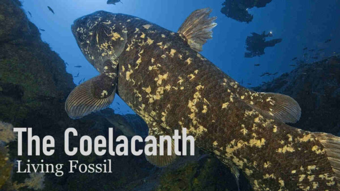 Spesies Ikan Purba Coelacanth