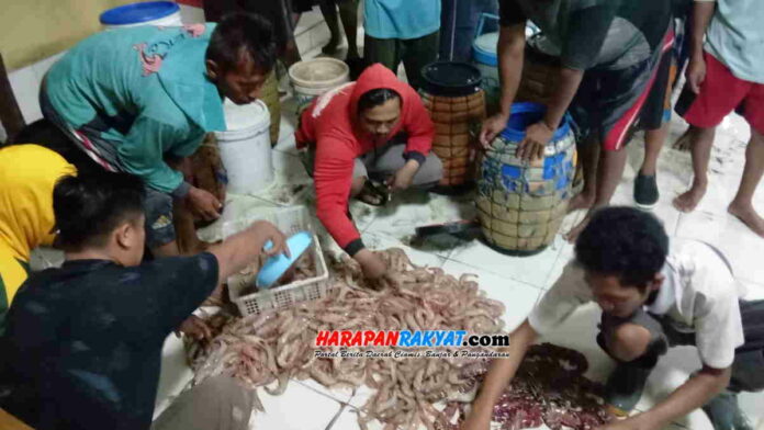 Ketersediaan Udang