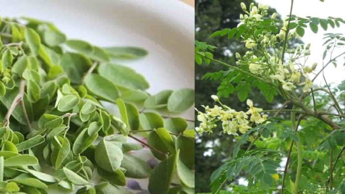cara mengolah daun kelor
