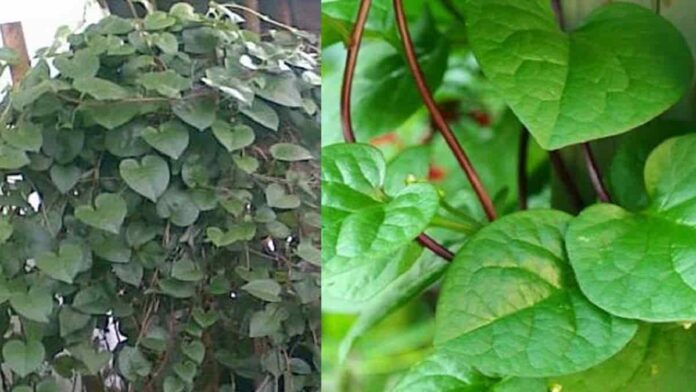 pantangan minum daun binahong