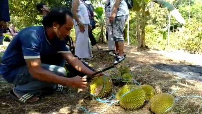 Durian Lokal Asal Selasari Pangandaran Diburu Wisatawan