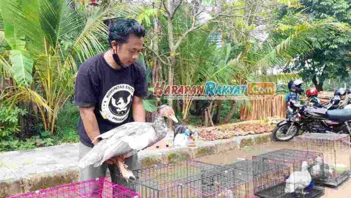 Entok Hias Jadi Tren Hobi Baru di Kota Banjar