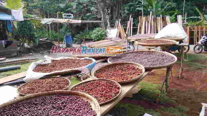 Harga Kopi Pangandaran Tembus Rp 200