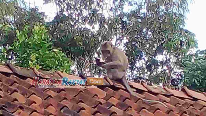 Monyet Liar Masuk Perkampungan