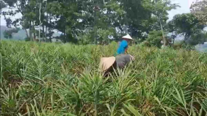 Petani Jahe di Tasikmalaya