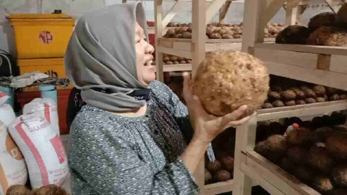 Petani Porang di Pangandaran Panen