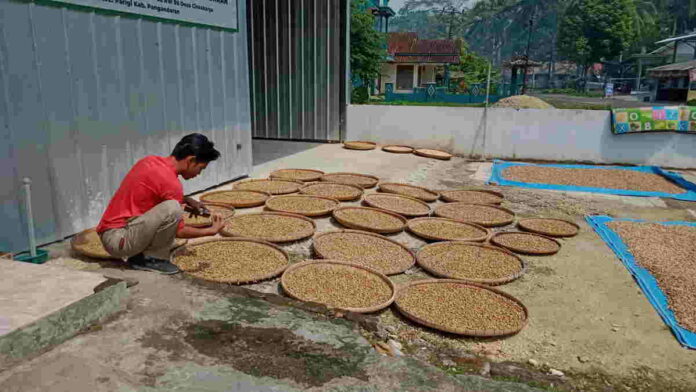 Petani di Pangandaran Diajak Tanam Kapulaga