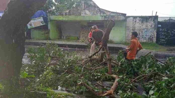 Pohon Tumbang di Kota Banjar