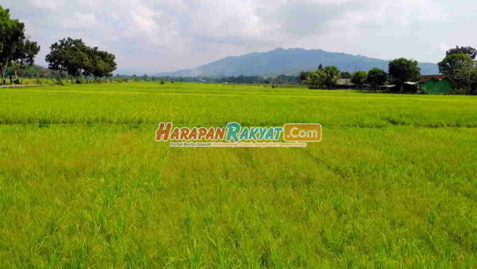Puluhan Hektare Padi di Banjarsari Ciamis Terancam Gagal Panen
