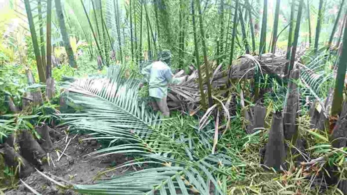 Tradisi Ngaweulit di Pangandaran