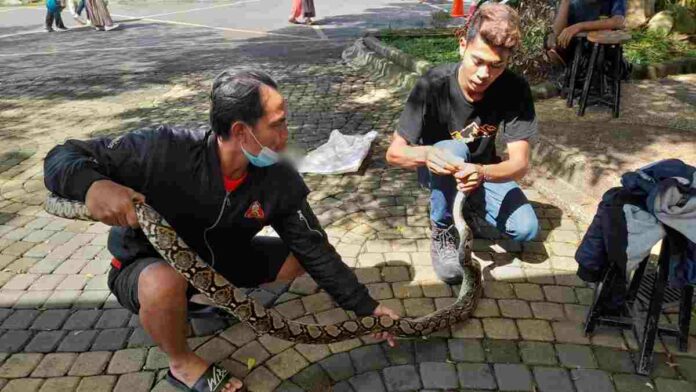 Ular Sanca di Tasikmalaya