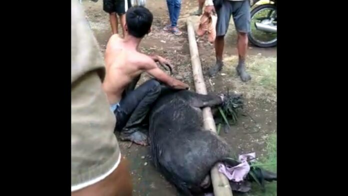 Warga Pangandaran duel dengan babi hutan
