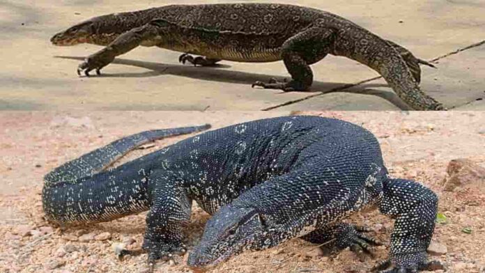 manfaat minyak biawak