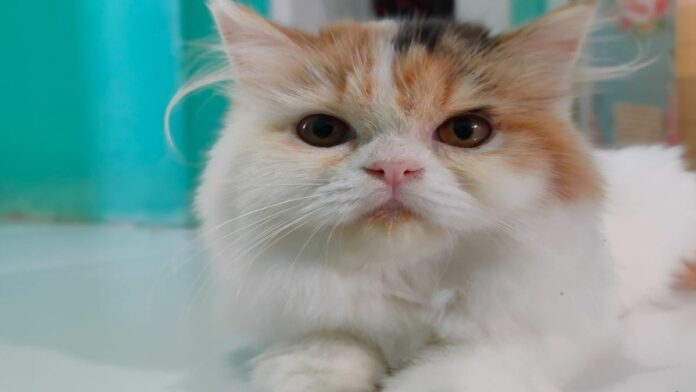Adopsi Kucing Ras