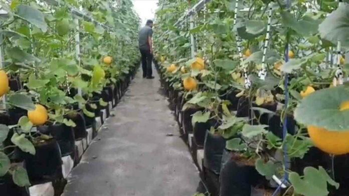 Bertani Melon Golden, Pemuda di Tasikmalaya Raup Untung Belasan Juta