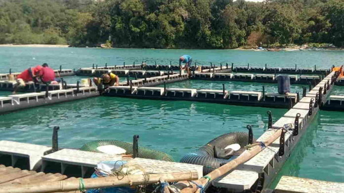 Budidaya Komoditas Air Payau di Pangandaran Menjanjikan