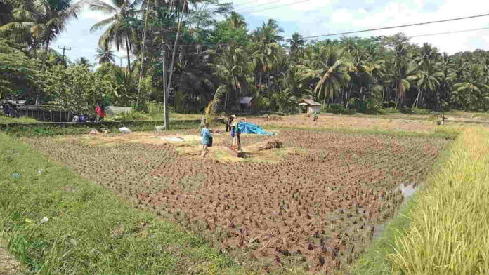 Hindari Hama, Petani di Pangandaran Lakukan Panen Padi Serentak