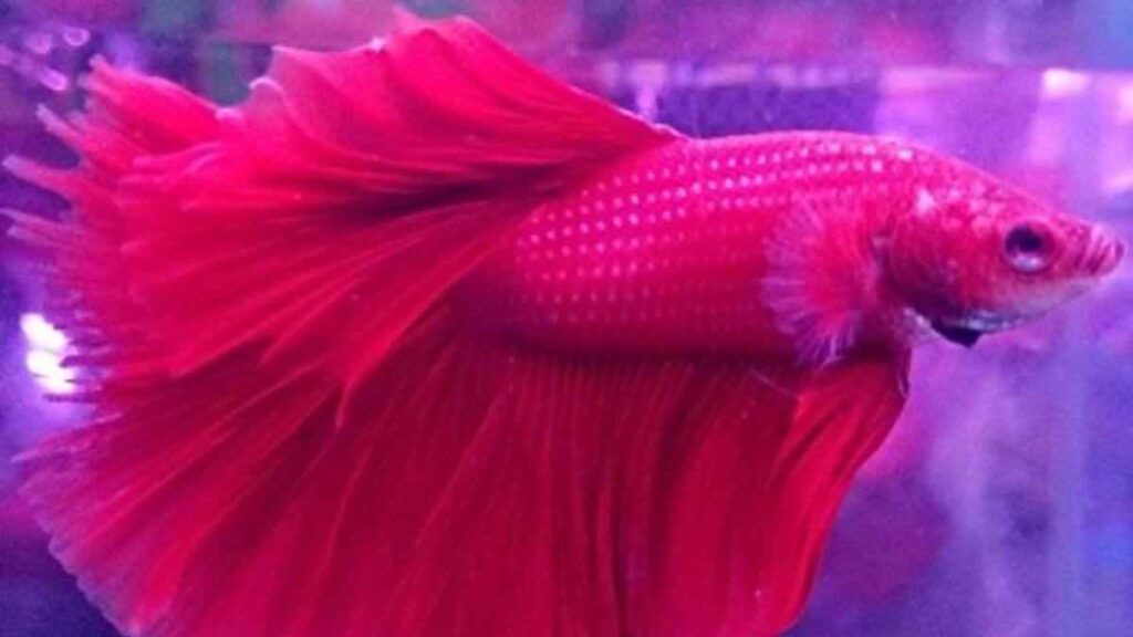 Ikan Cupang Termahal di Dunia