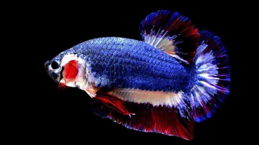 Ikan Cupang Termahal di Dunia