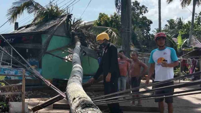 Pohon Kelapa Tumbang di Pangandaran