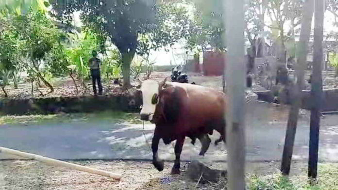 Sapi Kurban Mengamuk di ciamis