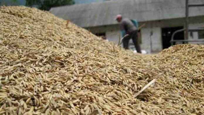 Harga Jual Gabah Kering