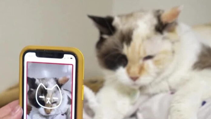 Aplikasi Terbaru Tably Akan Hadir, Bisa untuk Melihat Suasana Hati Kucing